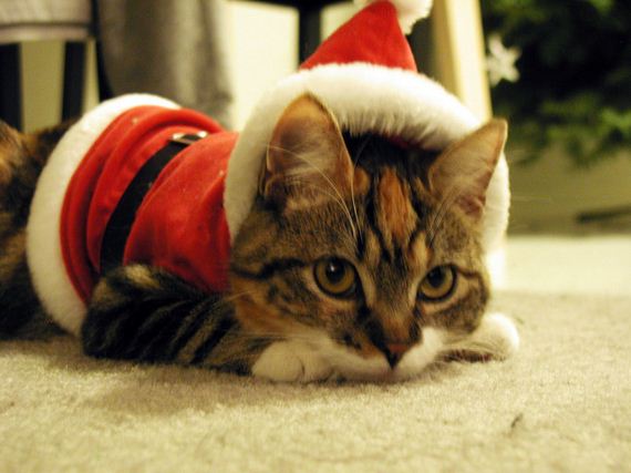 Cats-Christmas