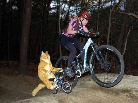 cat-saturday-26-photos