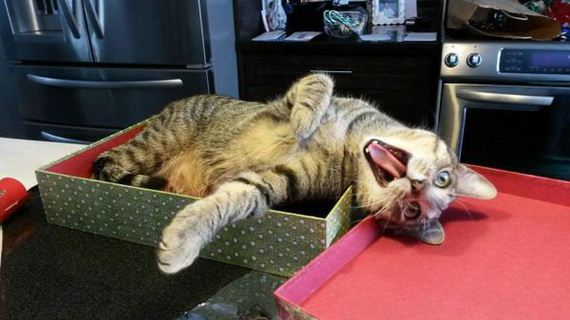 cat-saturday-26-photos