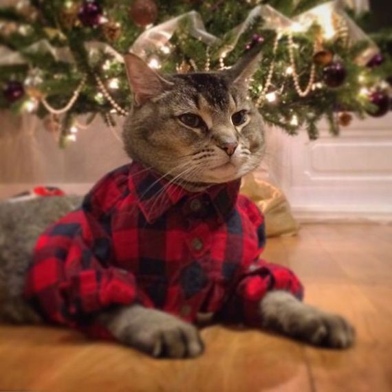 cat-saturday-26-photos