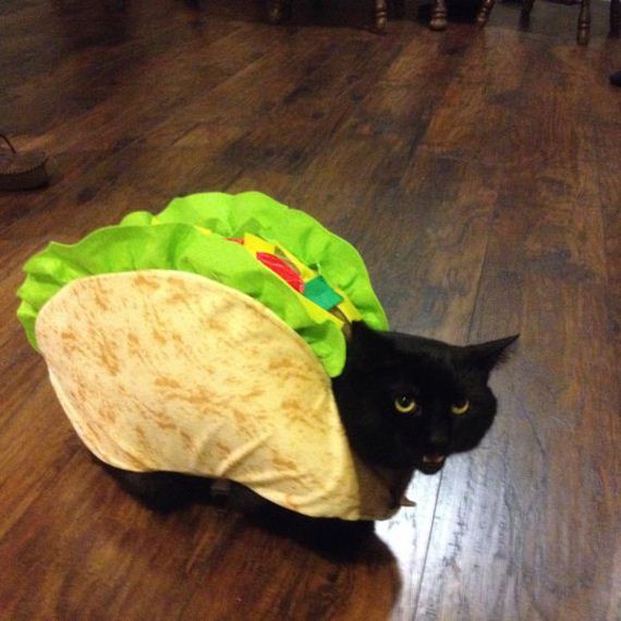 cat-saturday-26-photos