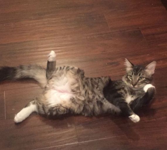 cat-saturday-26-photos