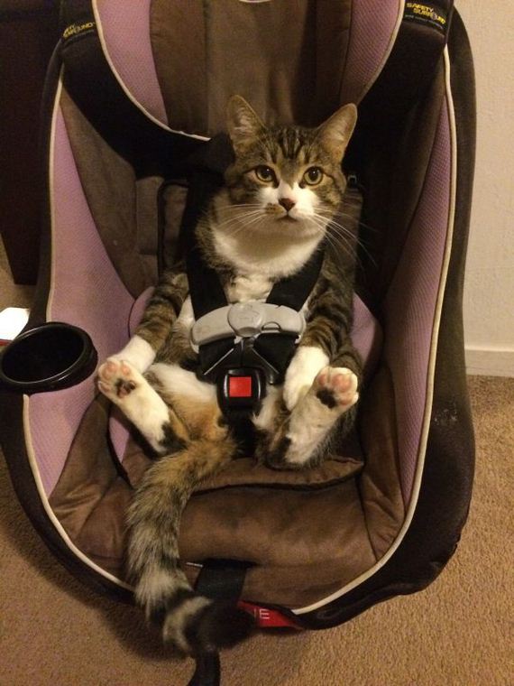 cat-saturday-26-photos
