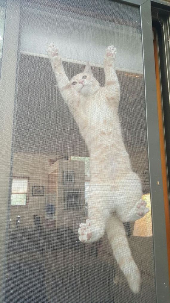 cat-saturday-26-photos