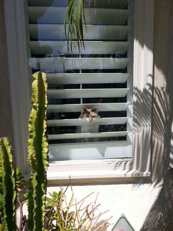 cat-saturday-26-photos