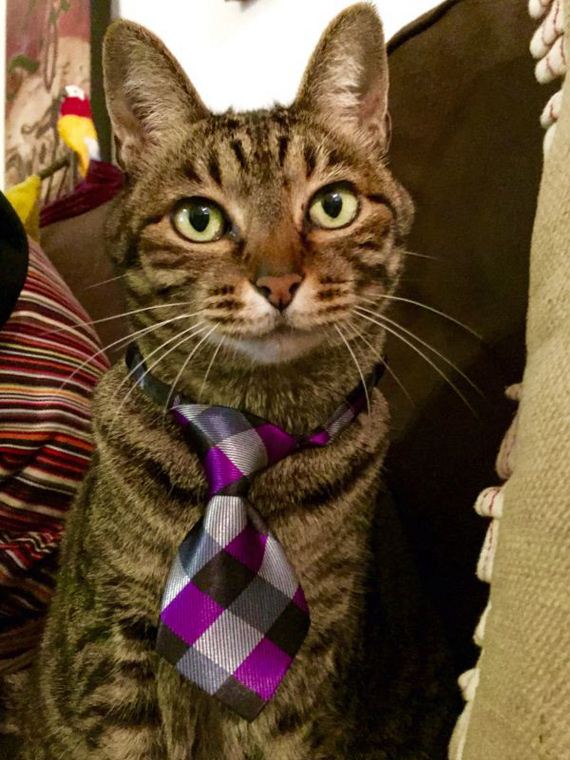 cat-saturday-26-photos