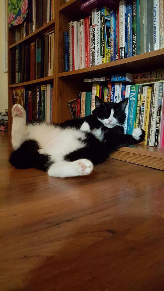 cat-saturday-26-photos