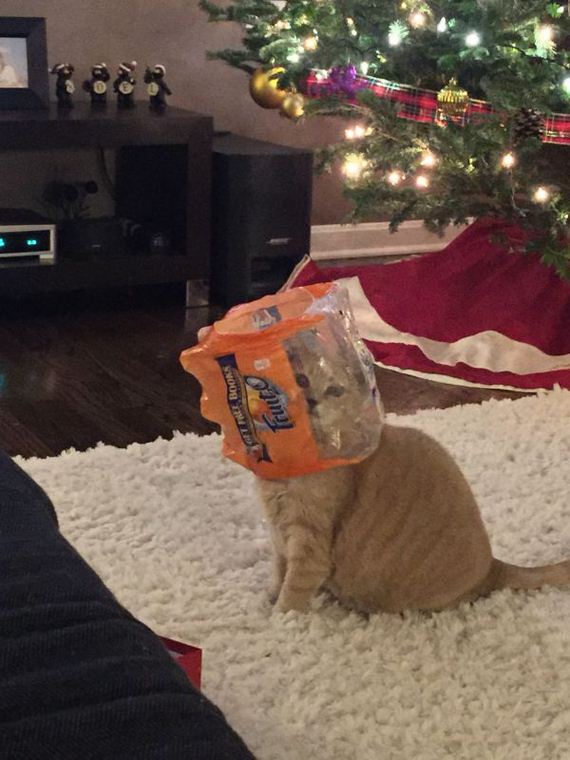 cat-saturday-26-photos