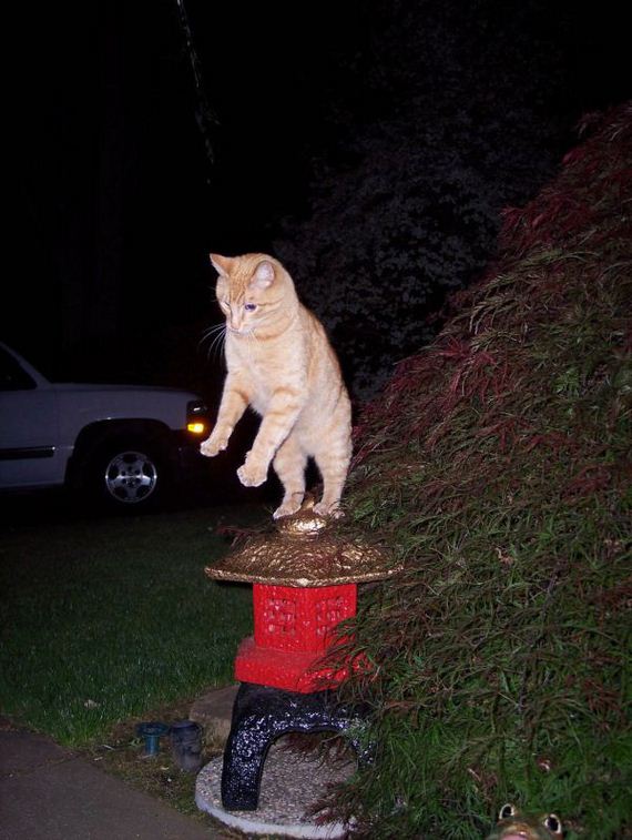 cat-saturday-26-photos