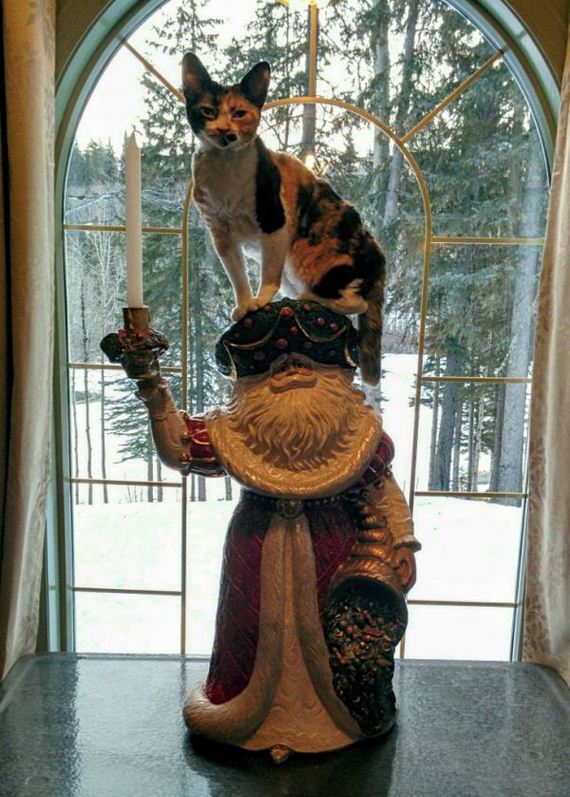 cat-saturday-26-photos