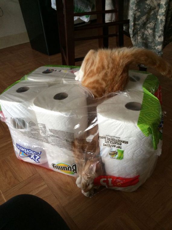 cat-saturday-26-photos