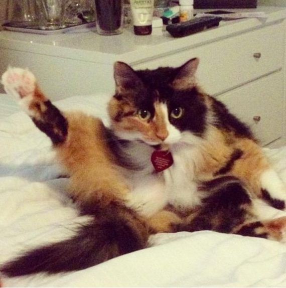 cat-saturday-26-photos