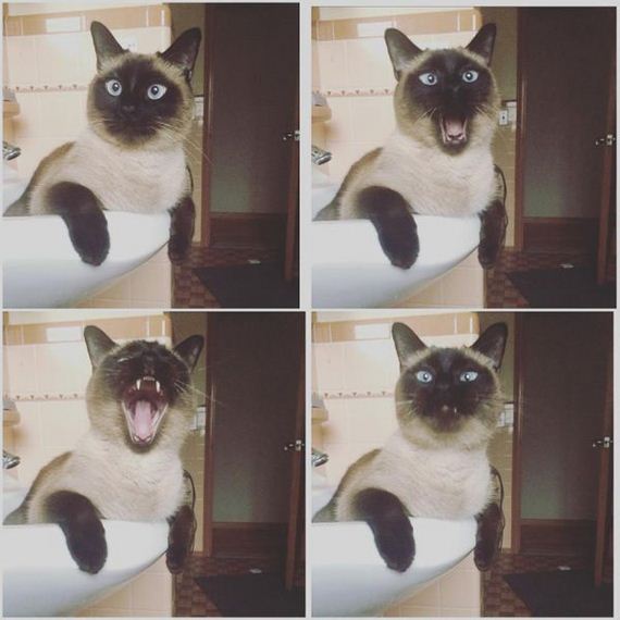 cat-saturday-26-photos