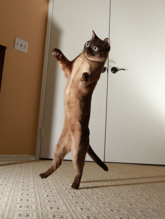 cat-saturday-26-photos