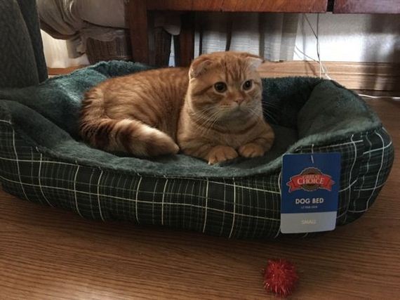 cat-saturday-26-photos