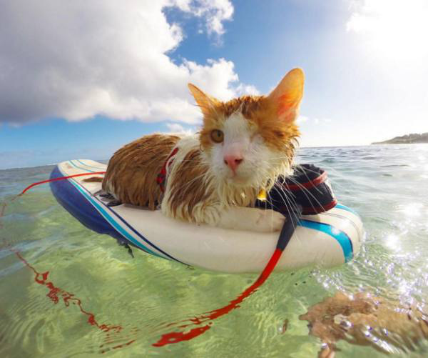 eyed-surfing-cat