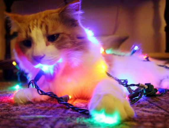 funny-merry-christmas-chie-thechive