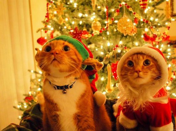 funny-merry-christmas-chie-thechive