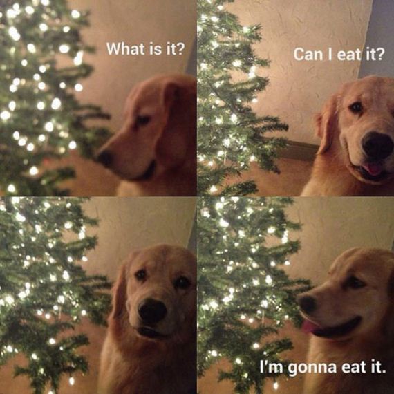 funny-merry-christmas-chie-thechive