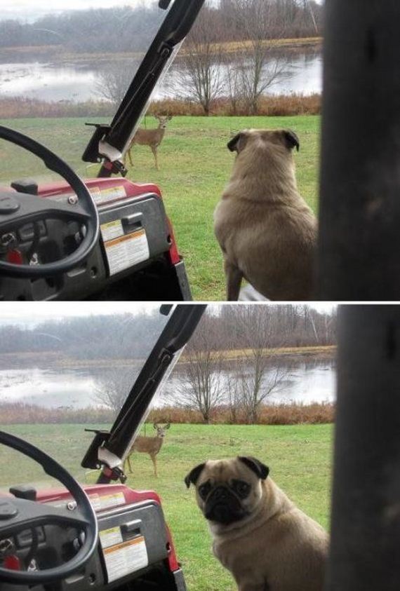 funny-pictures-1111
