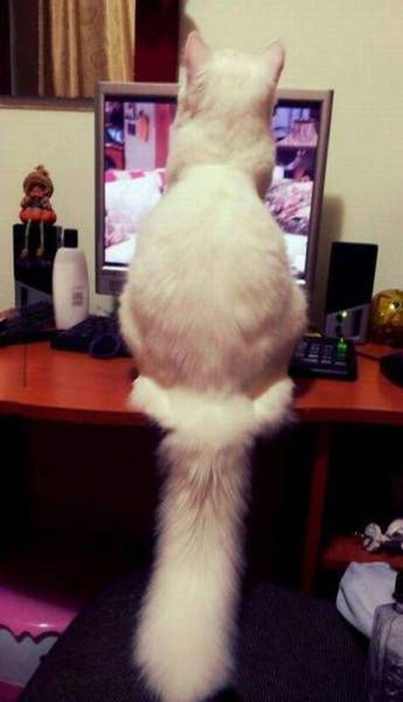 funny-pictures-1113