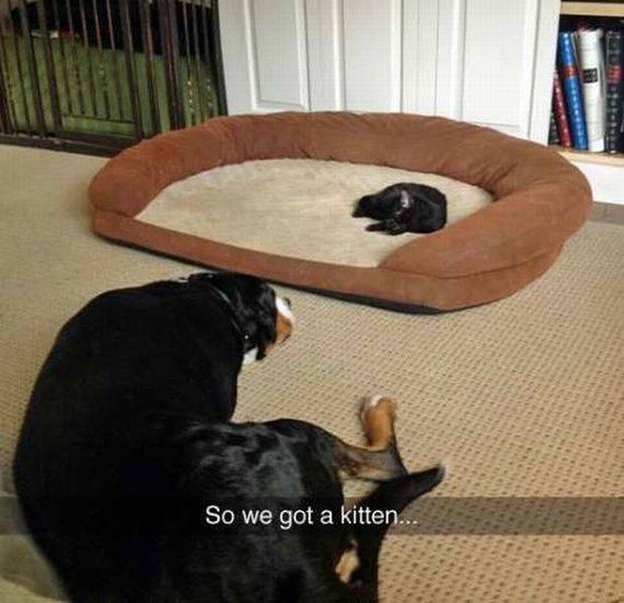 funny-pictures-1113