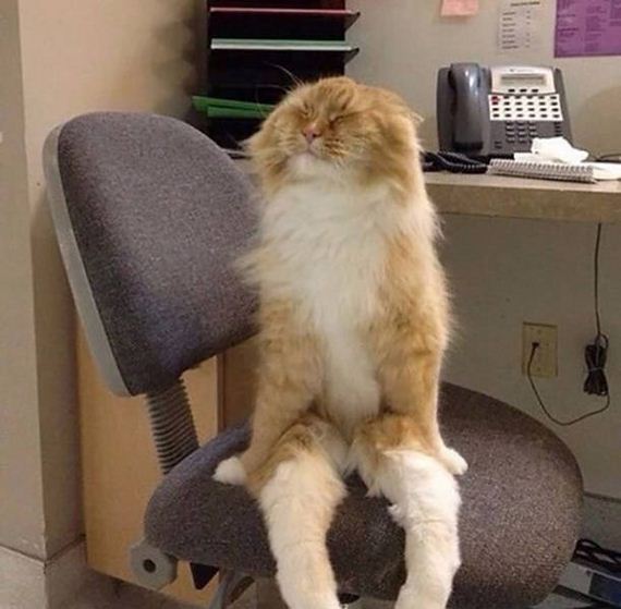 funny-pictures-1113