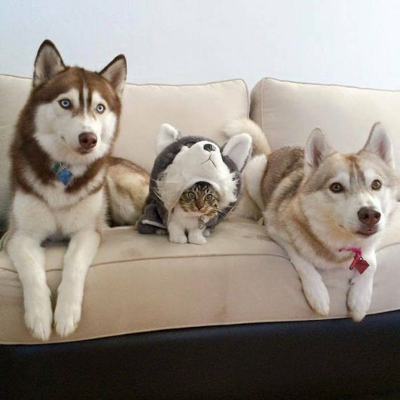 funny-pictures-1113
