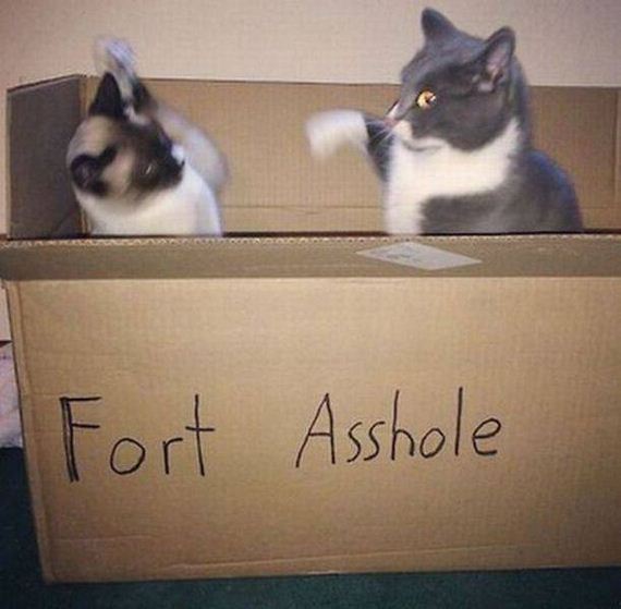 funny-pictures-1114