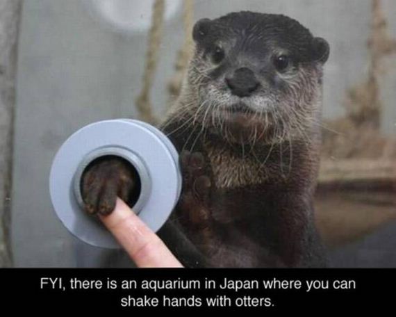 funny-pictures-1116