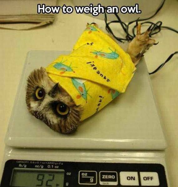 funny-pictures-1116