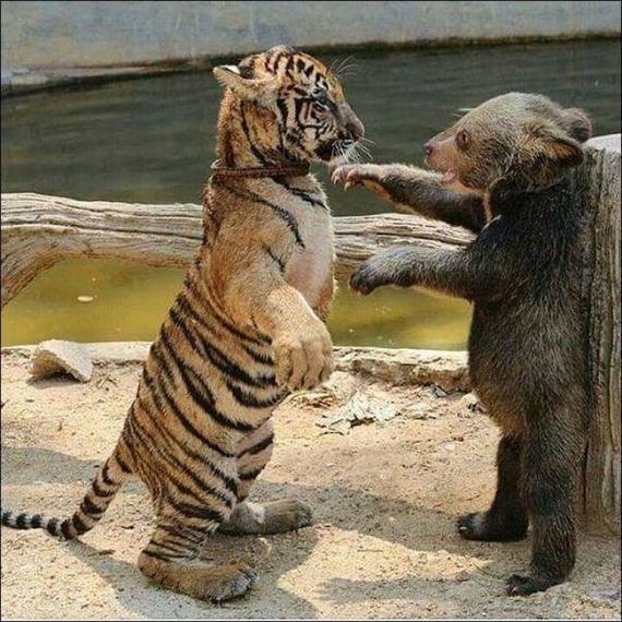 funny-pictures-1116