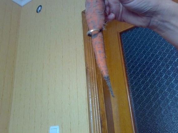 funny-pictures-1124
