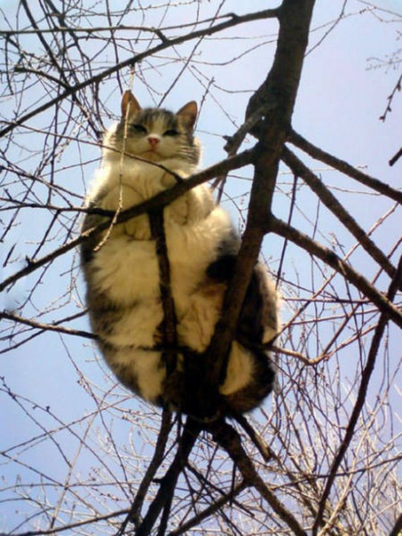 funny-pictures-1124