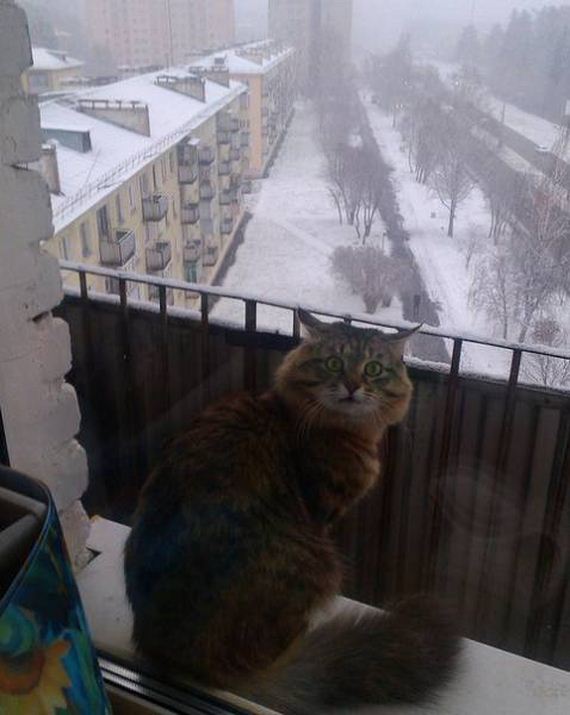 funny-pictures-1124