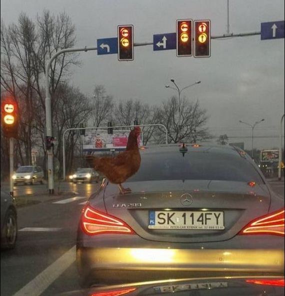funny-pictures-1125