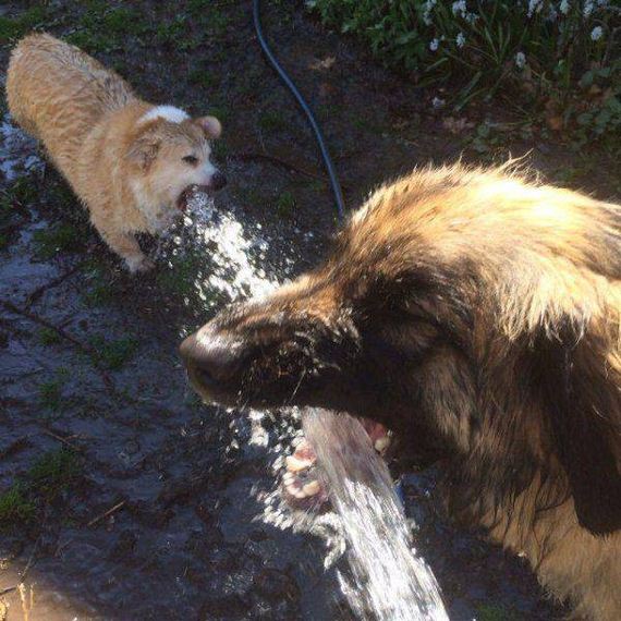 funny-pictures-1125