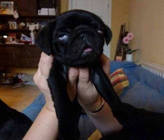 funny-pictures-1127