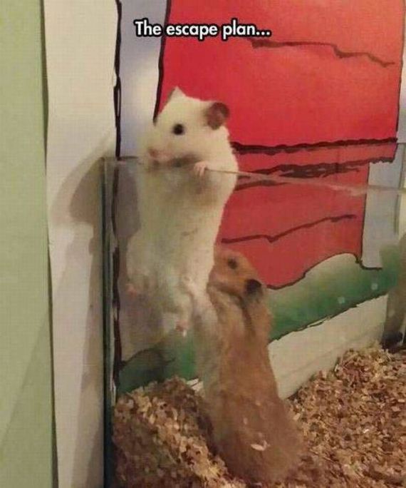funny-pictures-1127