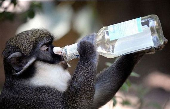 funny-pictures-1131