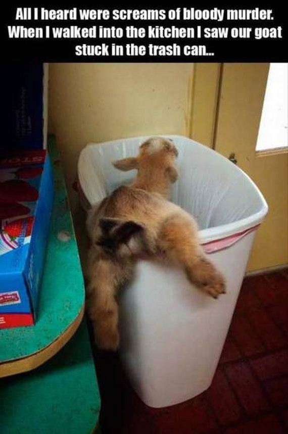 funny-pictures-1132
