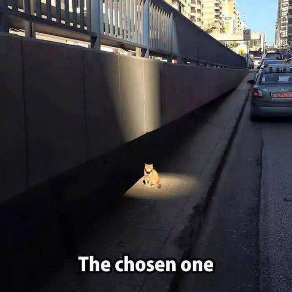 funny-pictures-1133