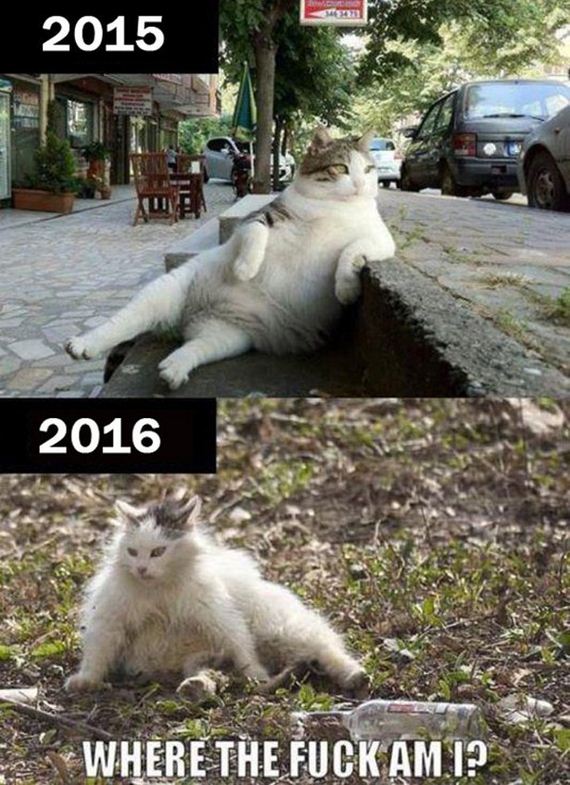 funny-pictures-1134