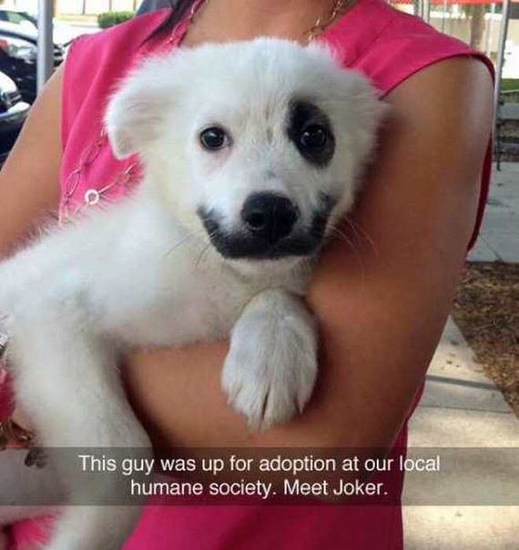 funny-pictures-1135