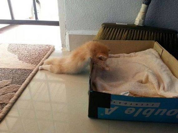 funny-pictures-1137