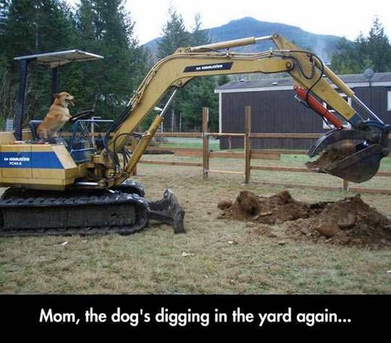 funny-pictures-1137