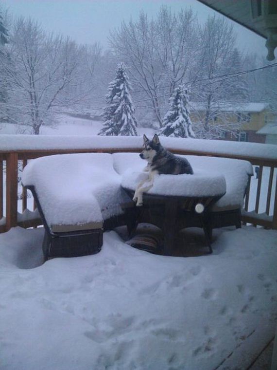 funny-pictures-1137