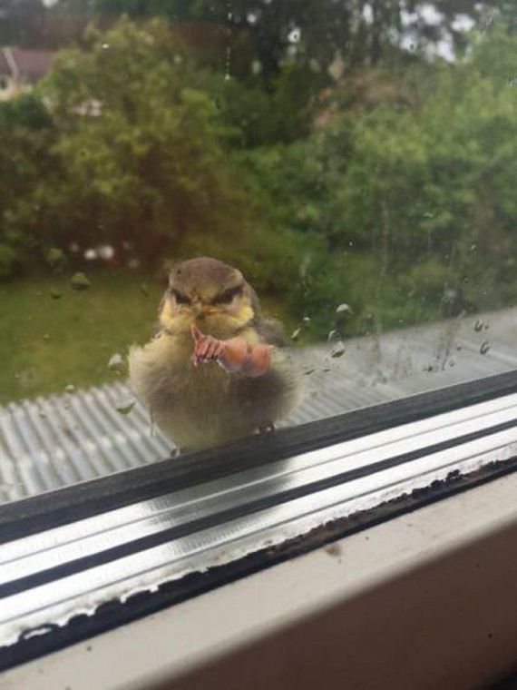 funny-pictures-1137