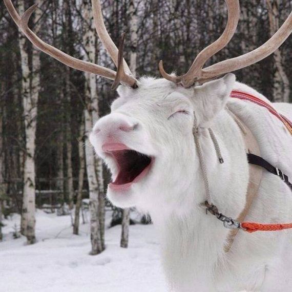 funny-pictures-1138