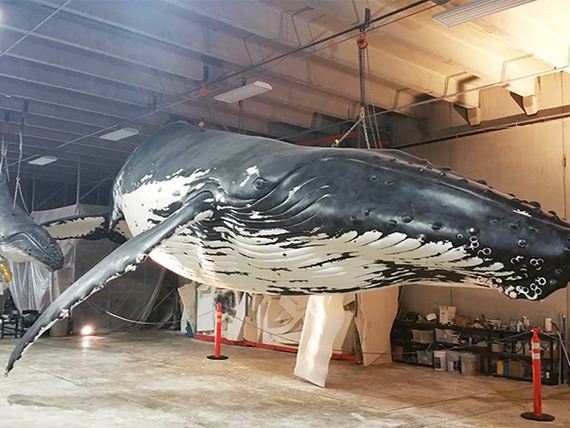 life-size-humpback